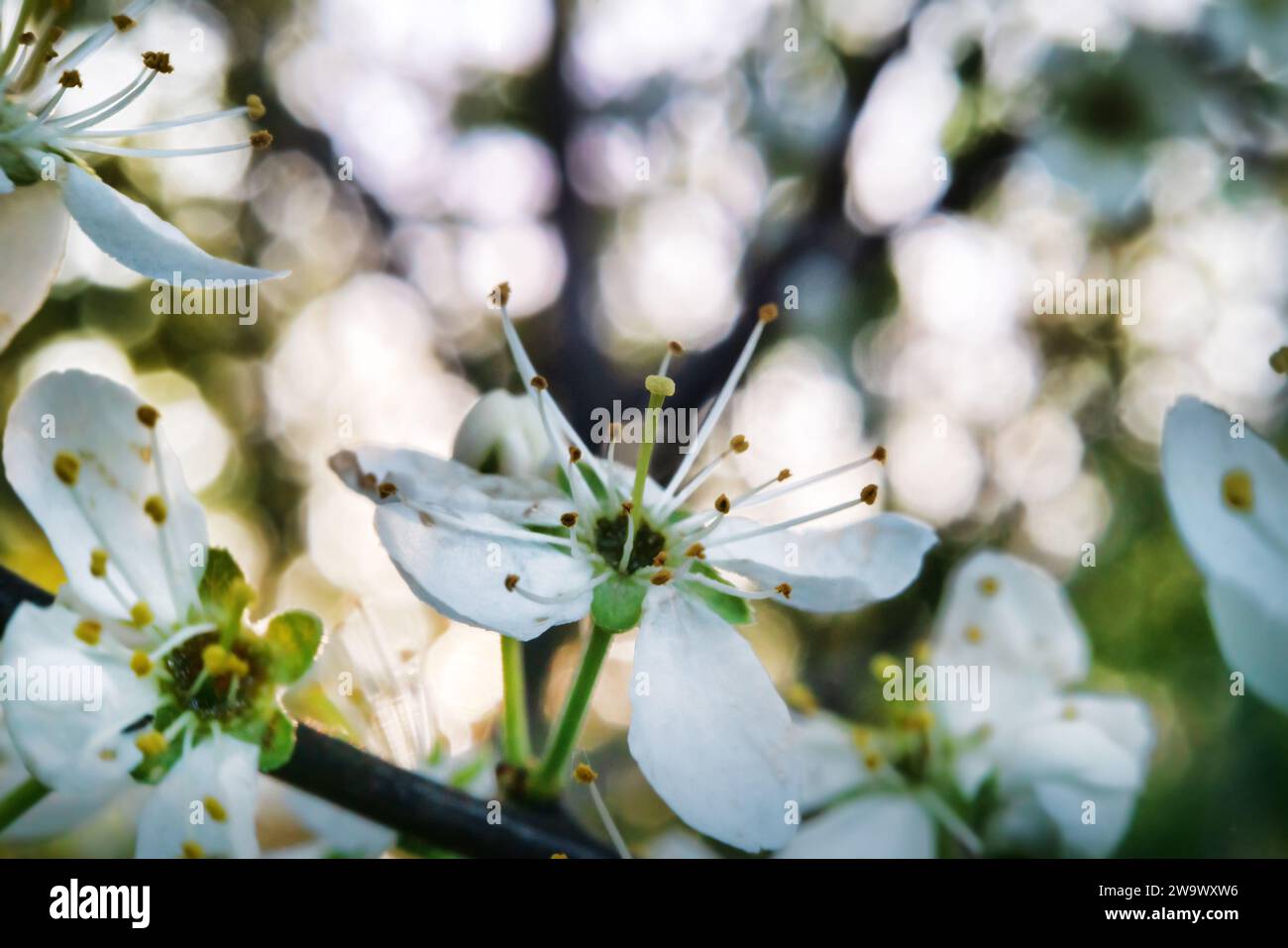 Blooming blackthorn (Prunus spinosa) thornbush (wait-a-minute). Forest steppe of Ciscaucasia. Macro Stock Photo