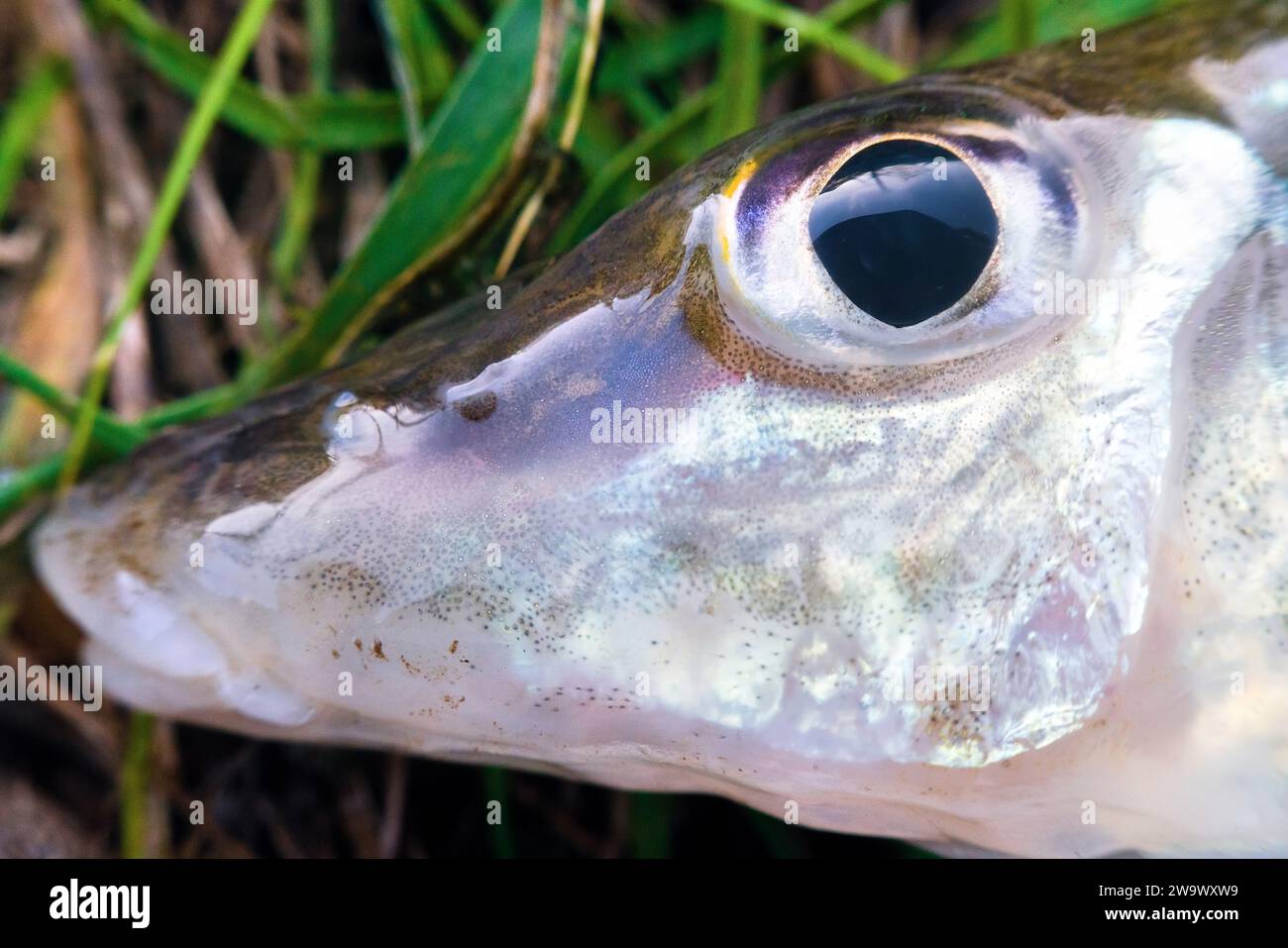 Portrait of an endemic fish from of large rivers south-eastern Europe - Don ruffe (Gymnocephalus acerinus). The Don River in the middle reaches. Voron Stock Photo