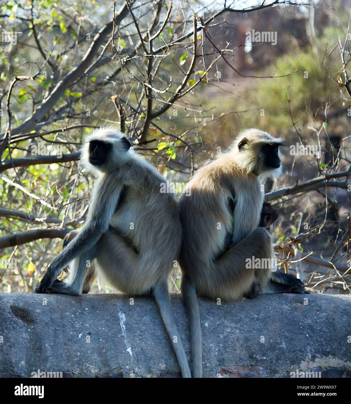 Monkies Back From life of Langur monkeys (Black-shanked douc (Semnopithecus ...