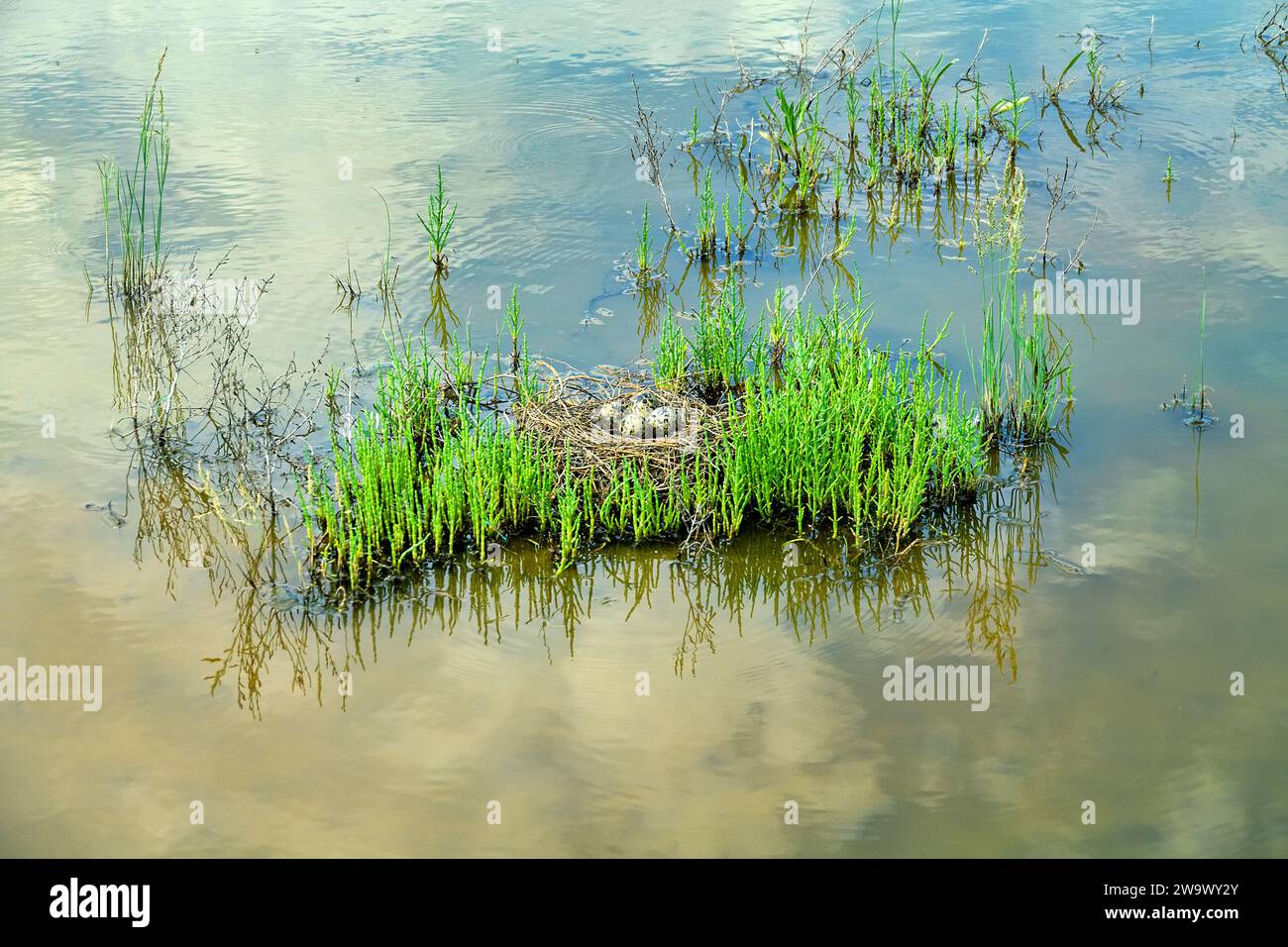 Birds of salty marshes. Helium. Black-winged stilt (Himantopus ...