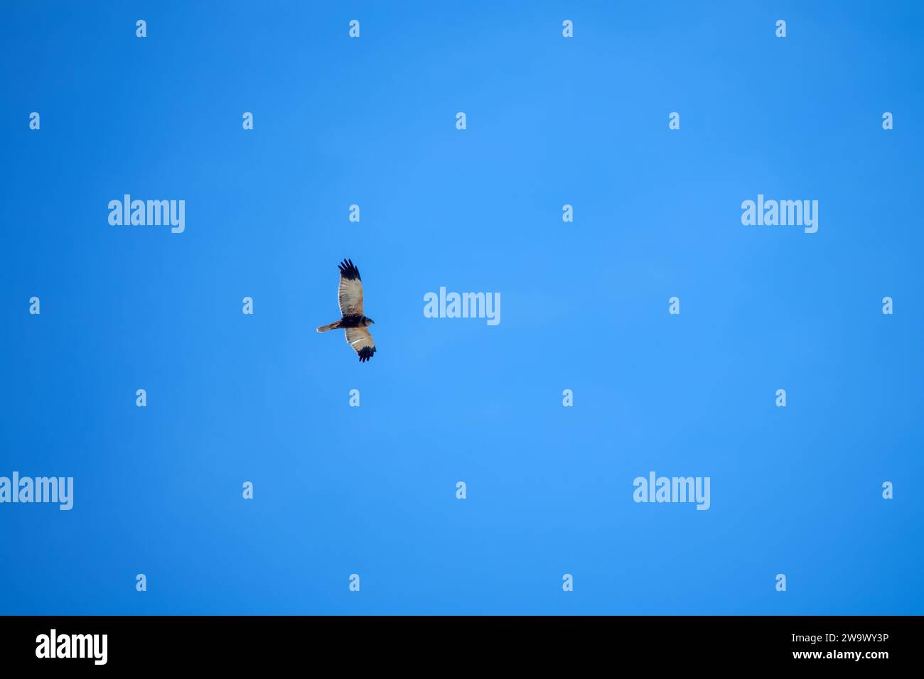 Duck-hawk (Circus aeruginosus) in the blue sky during wintering in the Arab Emirates. January Stock Photo