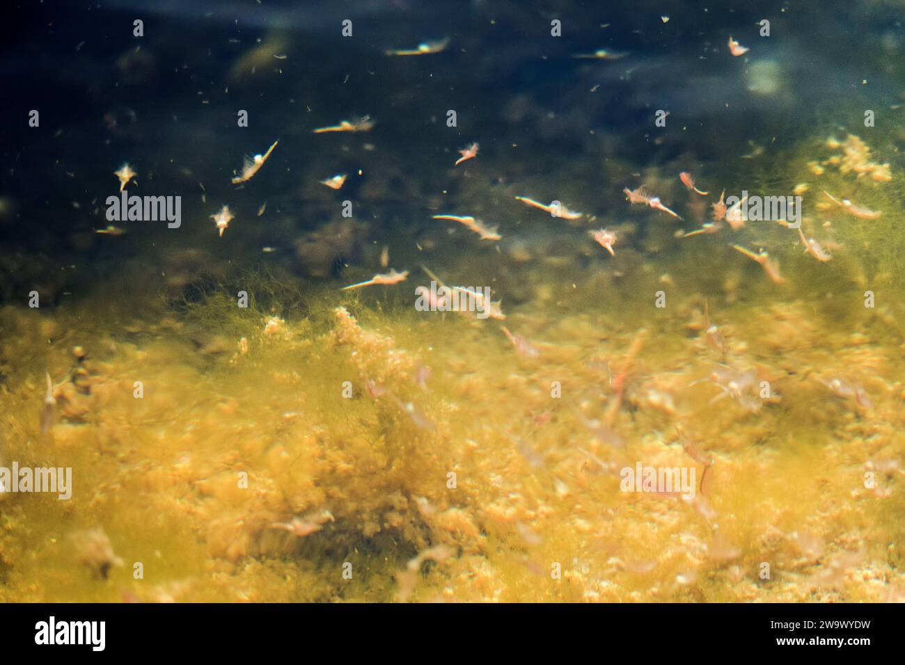 Brine shrimp Artemia salina in hypersalted (50 ppm) reservoir swims upside down. Halophilic crustaceans. South Lake Sivash. Northern Black Sea. Artemi Stock Photo
