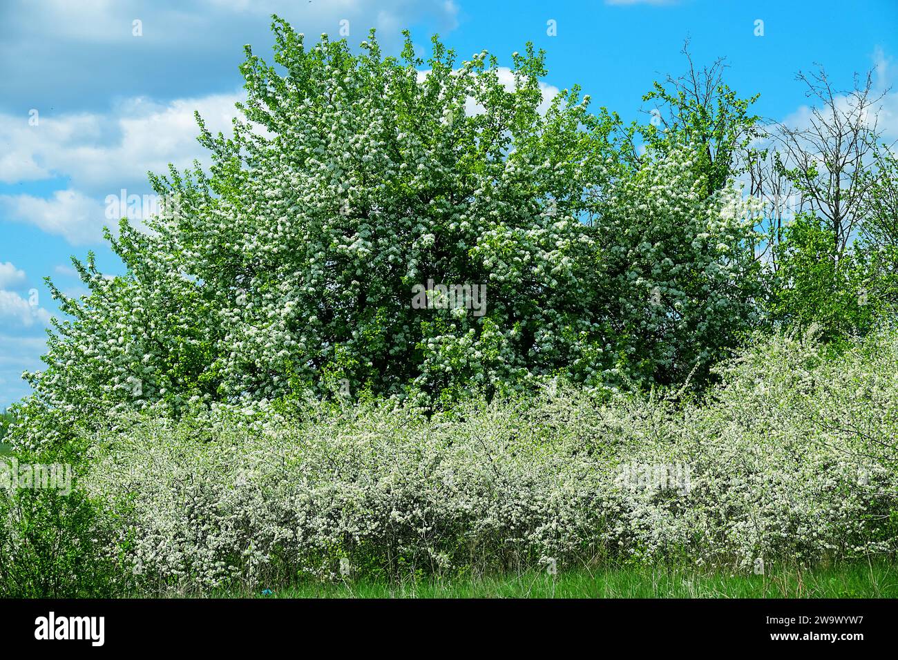 Blackthorn (Prunus spinosa) thornbush. Blooming wild apple tree in the background. Plot of forest-steppe, blooming wild fruit trees. Type of biocenosi Stock Photo