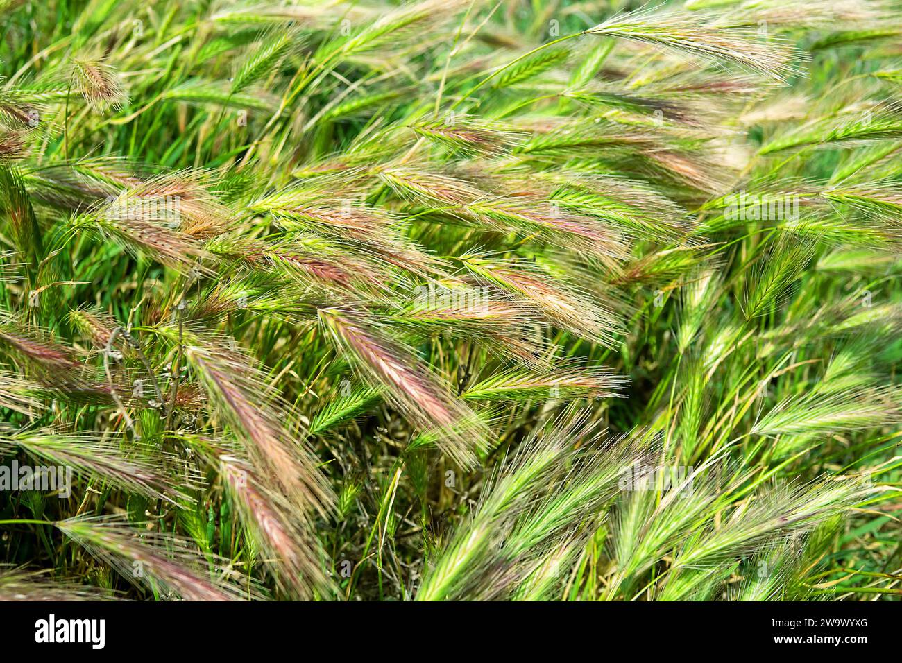 Cimmerian wheat grass (Agropyron cimmericum) on vegetated dune of Azov sea coast adjacent to grass steppe. Arabatskaya strelka. Kerch Peninsula, Crime Stock Photo