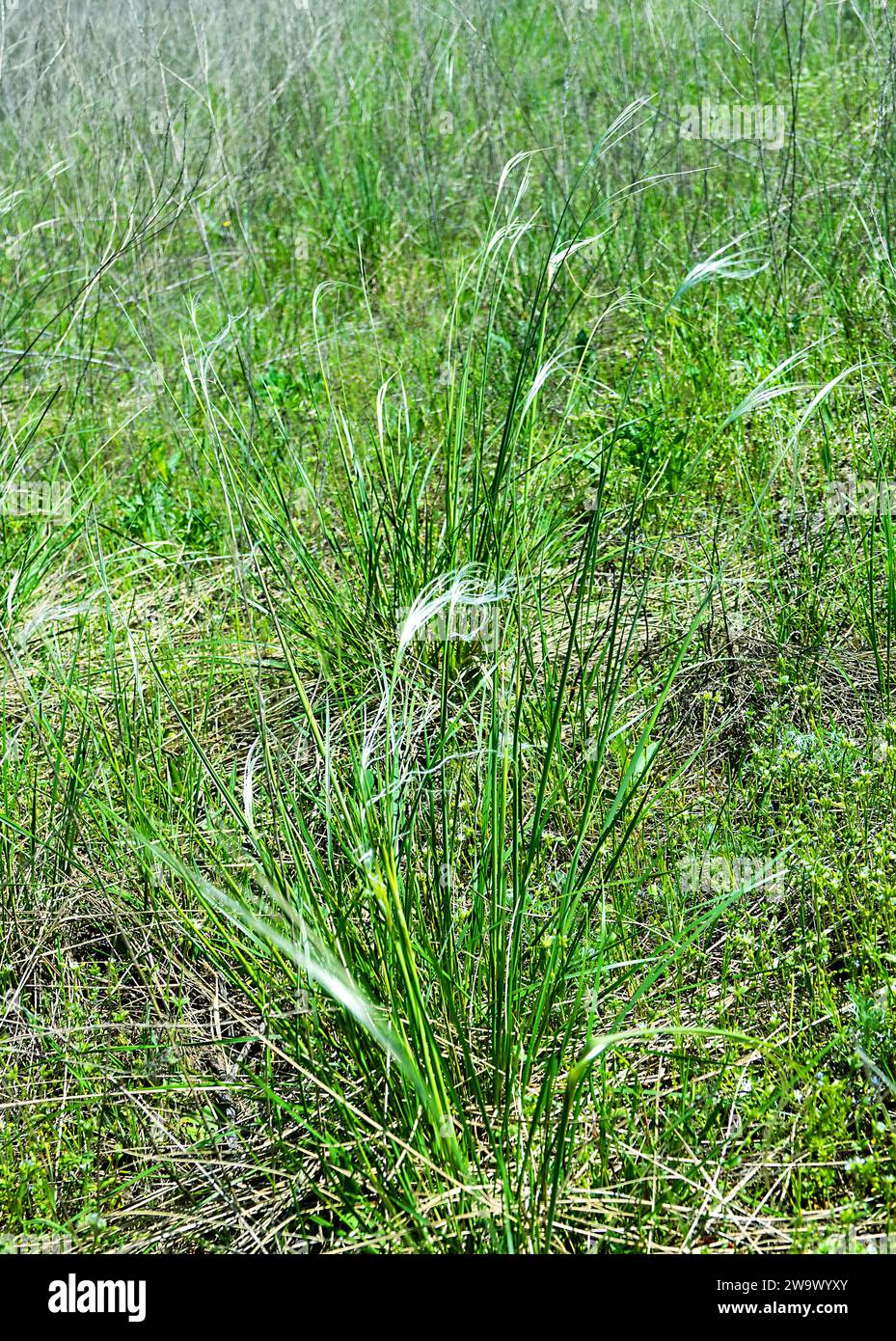 Vegetated dune. Valley of the Don River, spring temperate grassland, fescue-forb steppe. Feather-grass (Stipa sp.) beginning of flowering. Southern Ru Stock Photo