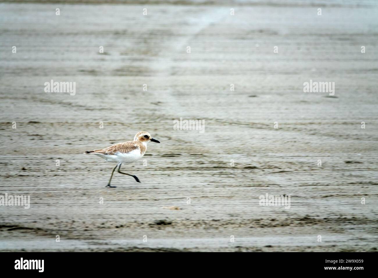 Bandar Abbas, Iran, January. Greater sand plover (Charadrius leschenaultii) on Strait of Hormuz as wintering place and feeding in surf interstitial fa Stock Photo