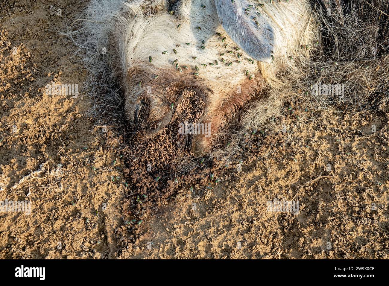 Flocks of Sheep blowfly (Lucilia sericata) feed and lay eggs on the carcass of a sheep (distemper). Fly larvae eat the rotting corpse, decomposers. Pi Stock Photo