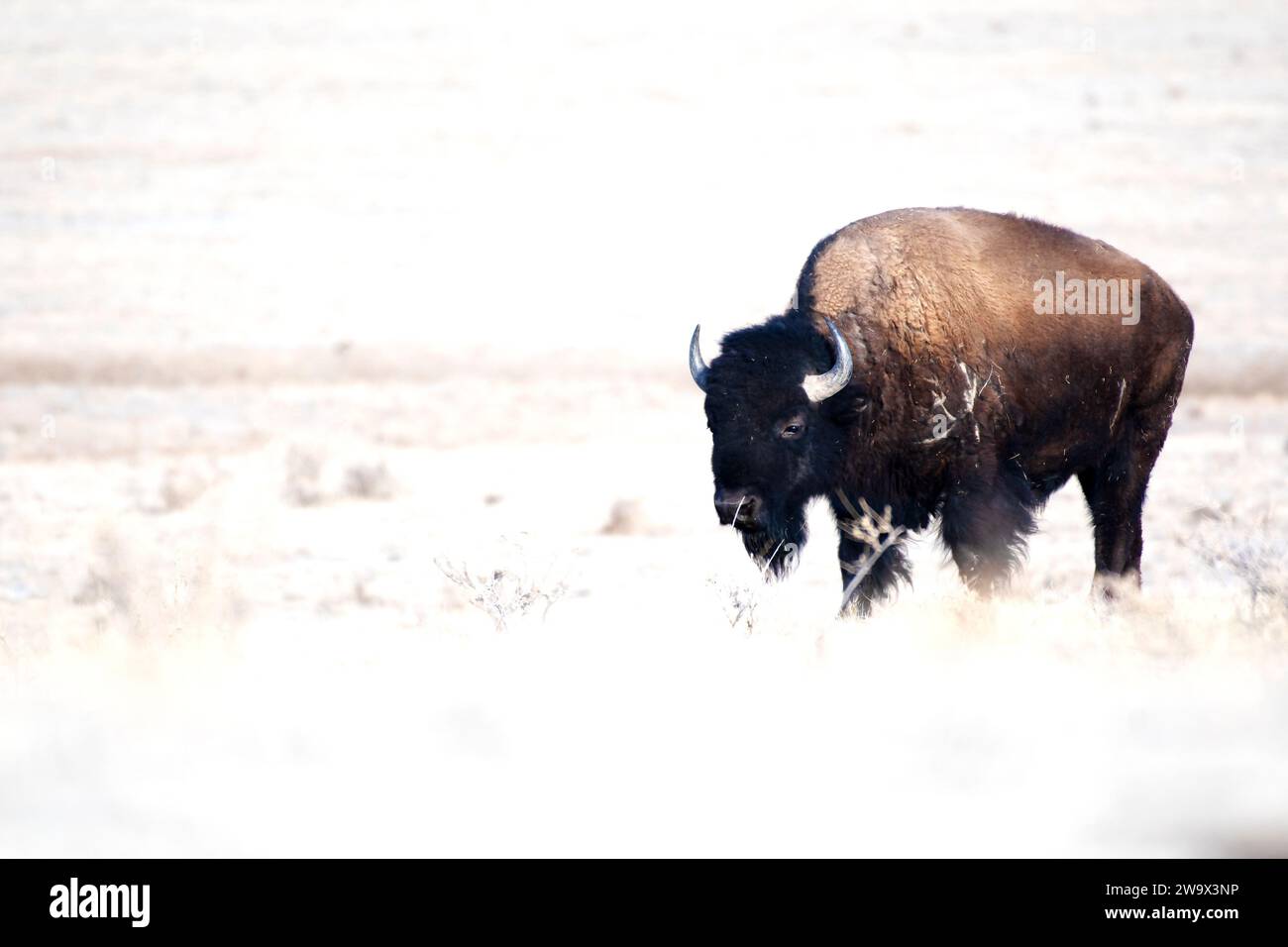 American Bison standing in a grassy field in the snow Stock Photo - Alamy