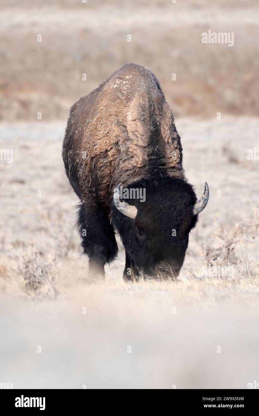 American bison standing in hi res stock photography and images Alamy American bison standing in hi res stock photography and images Alamy