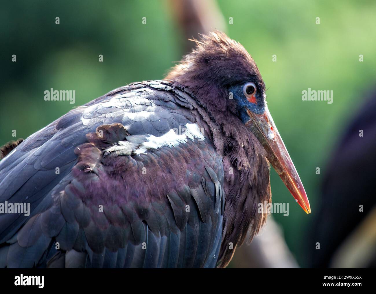 Ciconia abdimii, the Abdim's Stork, graces African skies with grace ...