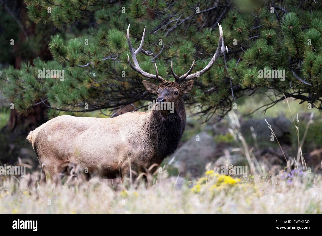 Bull Elk standing in the pine trees during the fall rut in Rocky ...