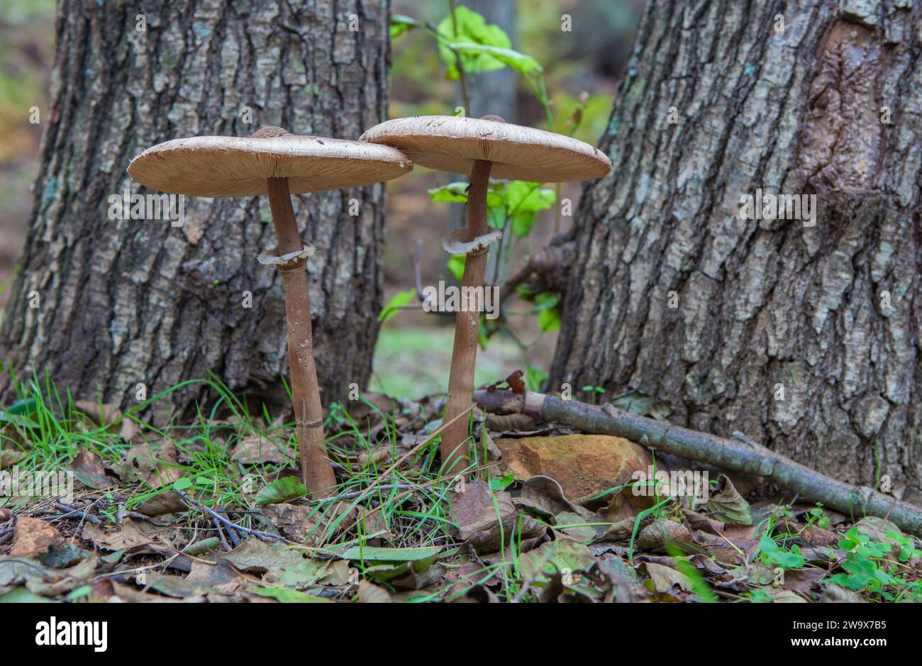 Parasol mushrooms growing close to tree base. Ground view Stock Photo