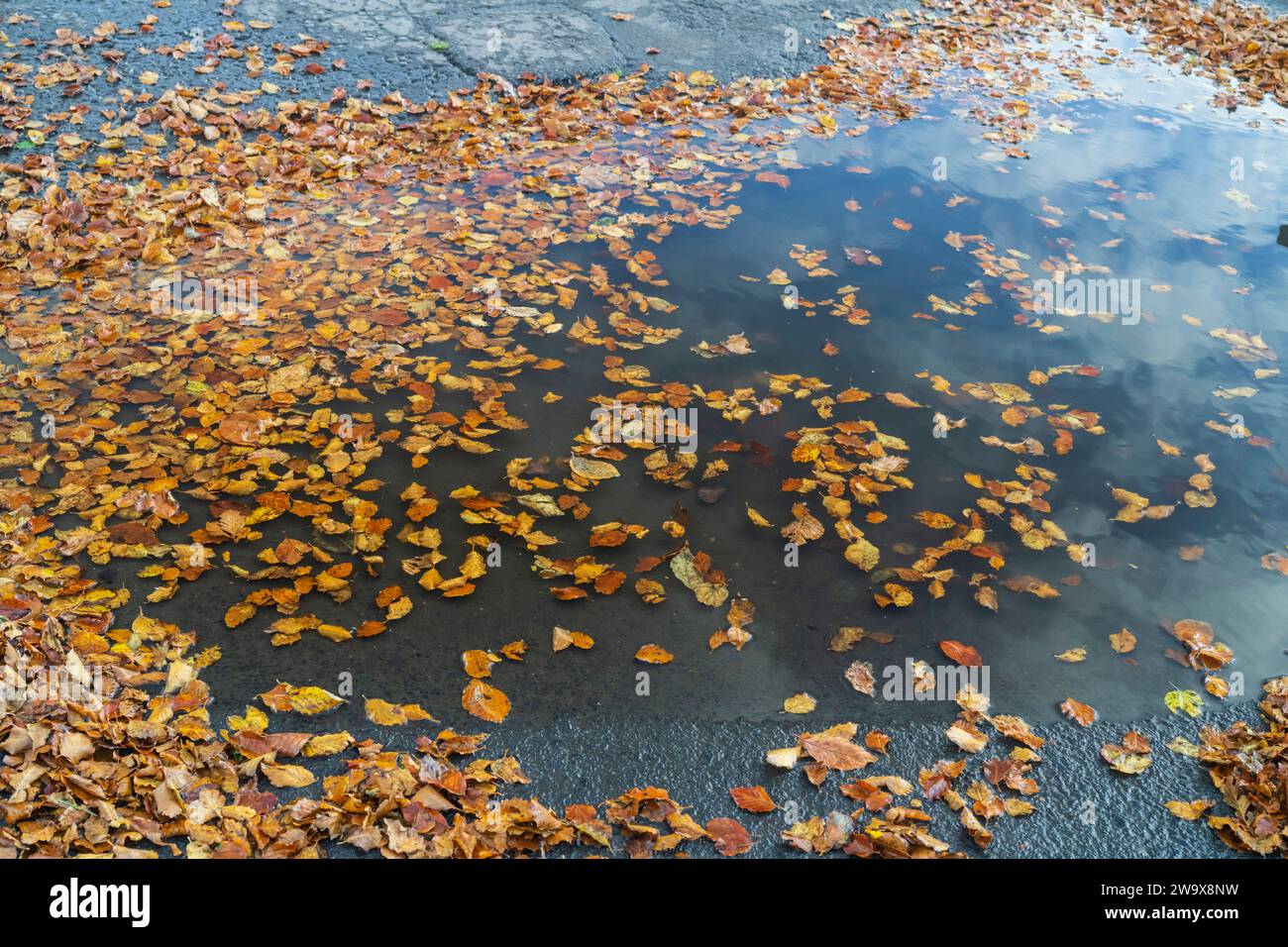 Autumn leaves in puddle Stock Photo - Alamy
