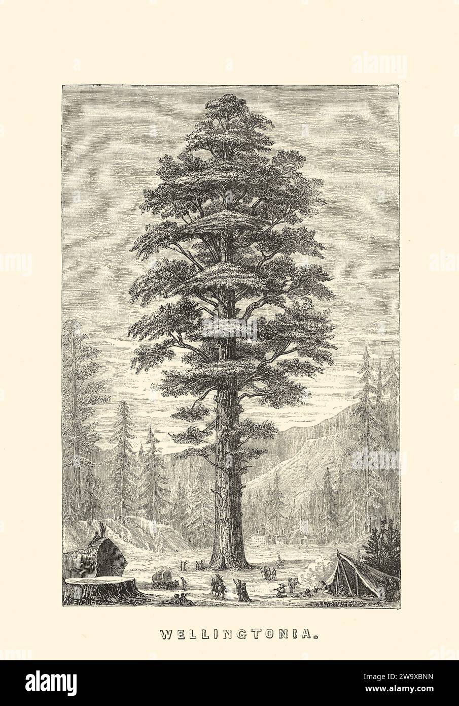 Wellingtonia (Sequoia) Gigantea of California (Engraving) - Illustration for Science For All by Robert Brown (Cassell, c 1890) Stock Photo