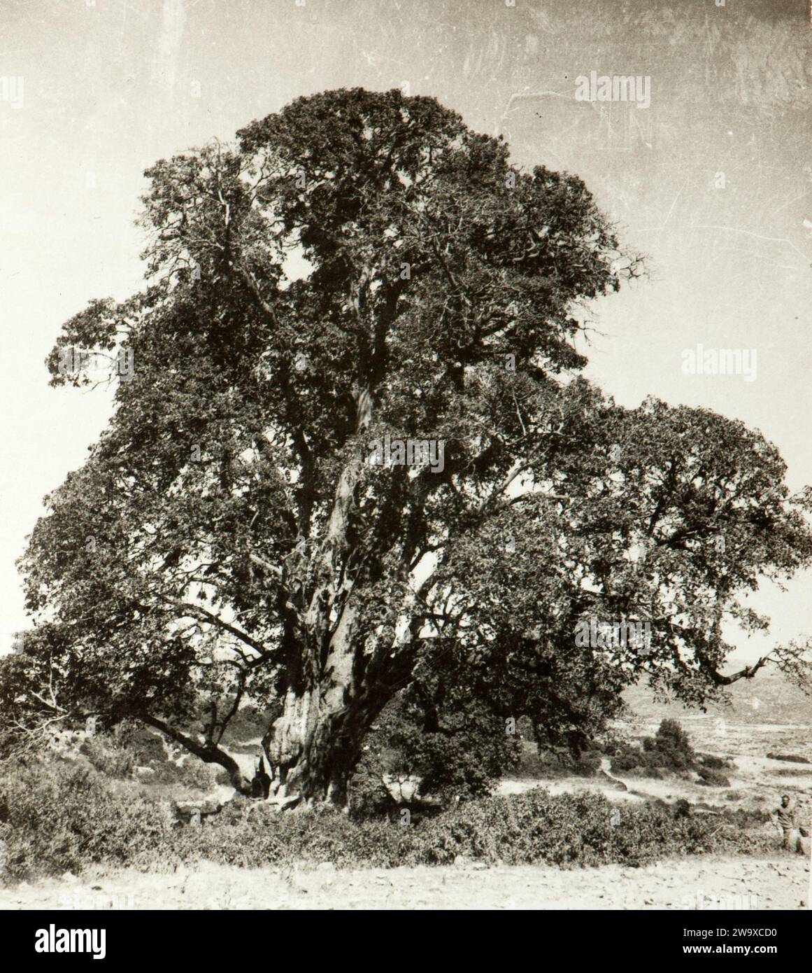 A big tree in Ethiopia a real 'natural monument' in mid thirties during italian colonial occupation. Stock Photo