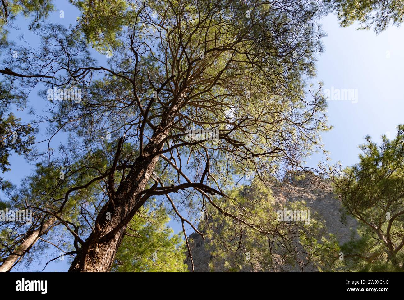 A picture of some trees on the Samaria Gorge Stock Photo - Alamy