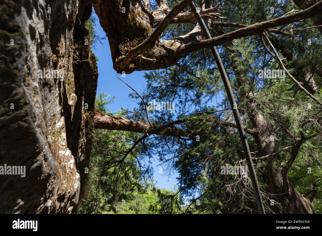 A picture of some trees on the Samaria Gorge Stock Photo - Alamy