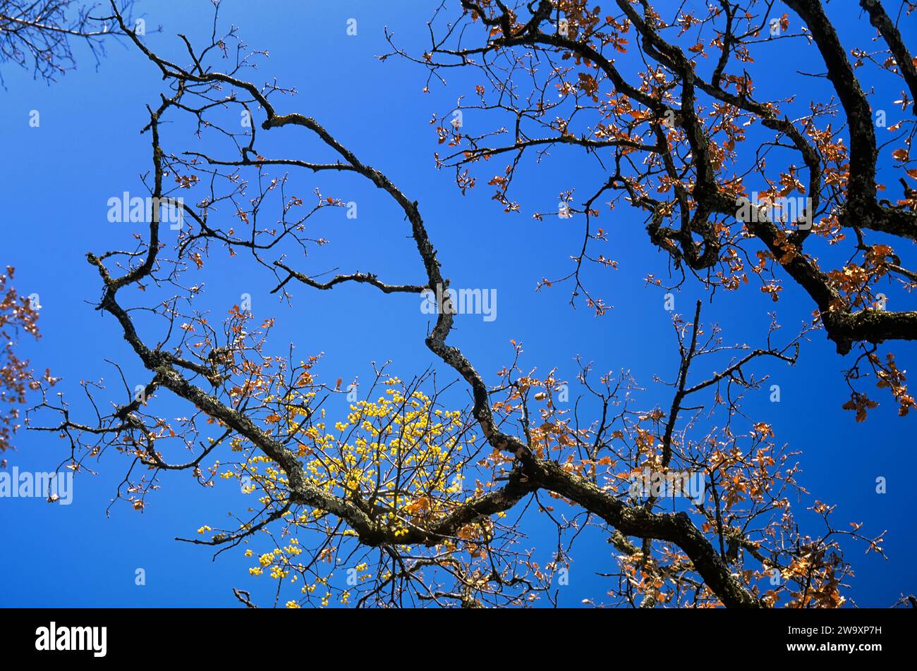 Oak trees (Quercus pubescens) with mistletoe (Loranthus europaeus), winter look with berries. Chianti, Tuscany, Italy Stock Photo
