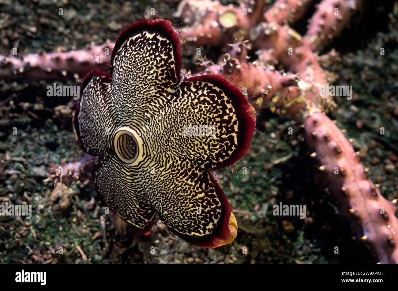 Persian carpet flower (Edithcolea grandis var. baylissiana, Apocynaceae). Unusual succulent plant. rare. Stock Photo