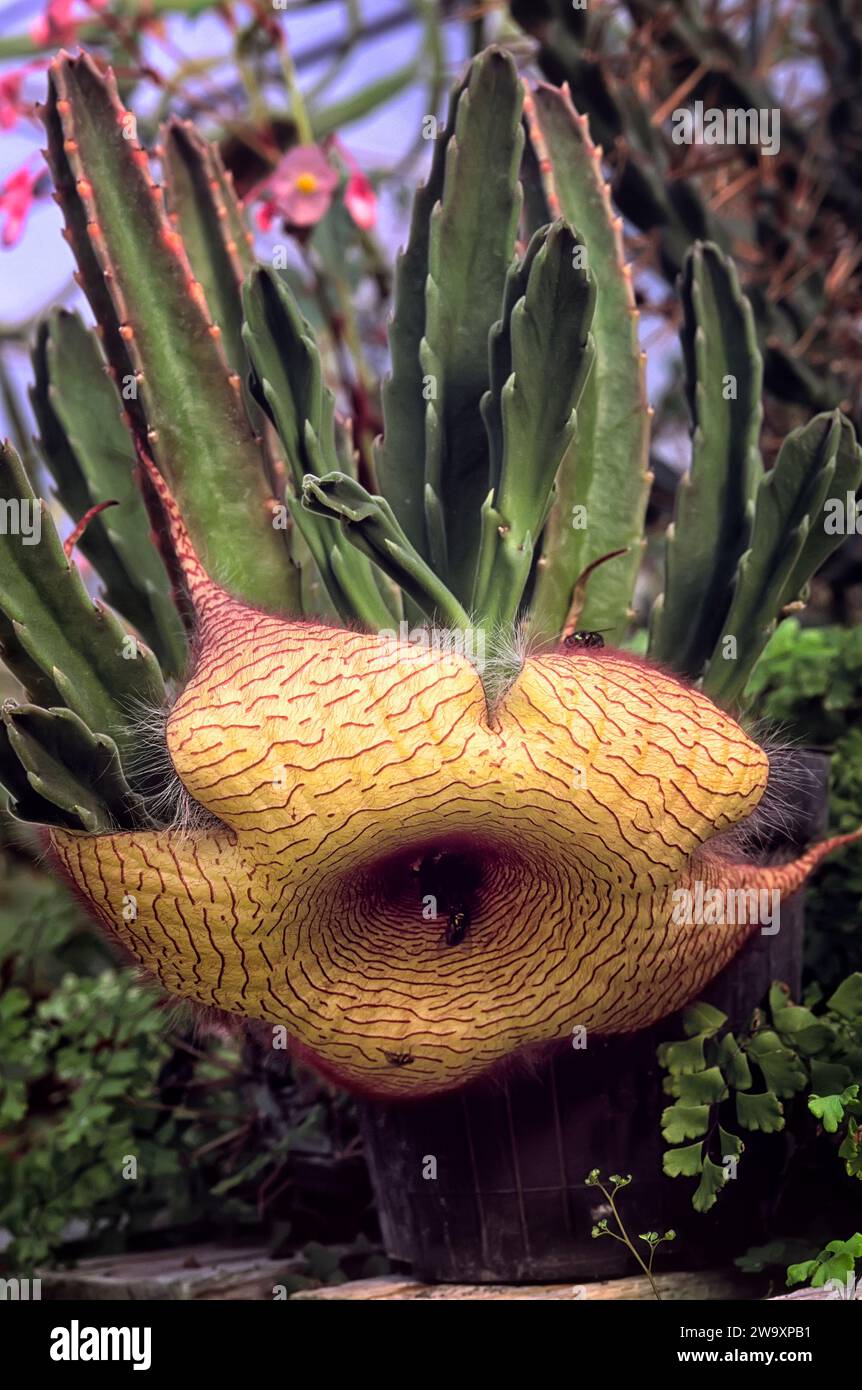 Asclepiadaceae giant hi-res stock photography and images - Alamy