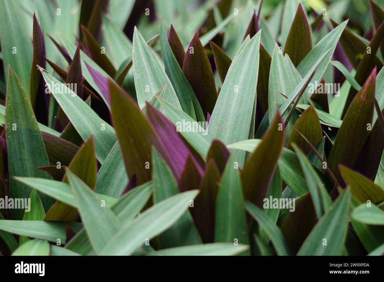 Tradescantia spathacea (oyster plant, boatlily, Moses in the cradle, adam hawa) with a natural background. Stock Photo