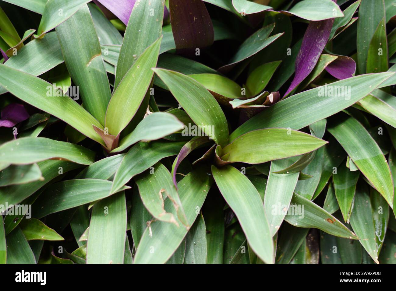 Tradescantia spathacea (oyster plant, boatlily, Moses in the cradle, adam hawa) with a natural background. Stock Photo