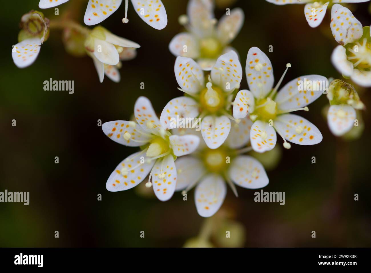 Prickly saxifrage or three-toothed saxifrage, small cream coloured white flowers with red and yellowish orange spots. Grows in the Canadian Arctic Stock Photo