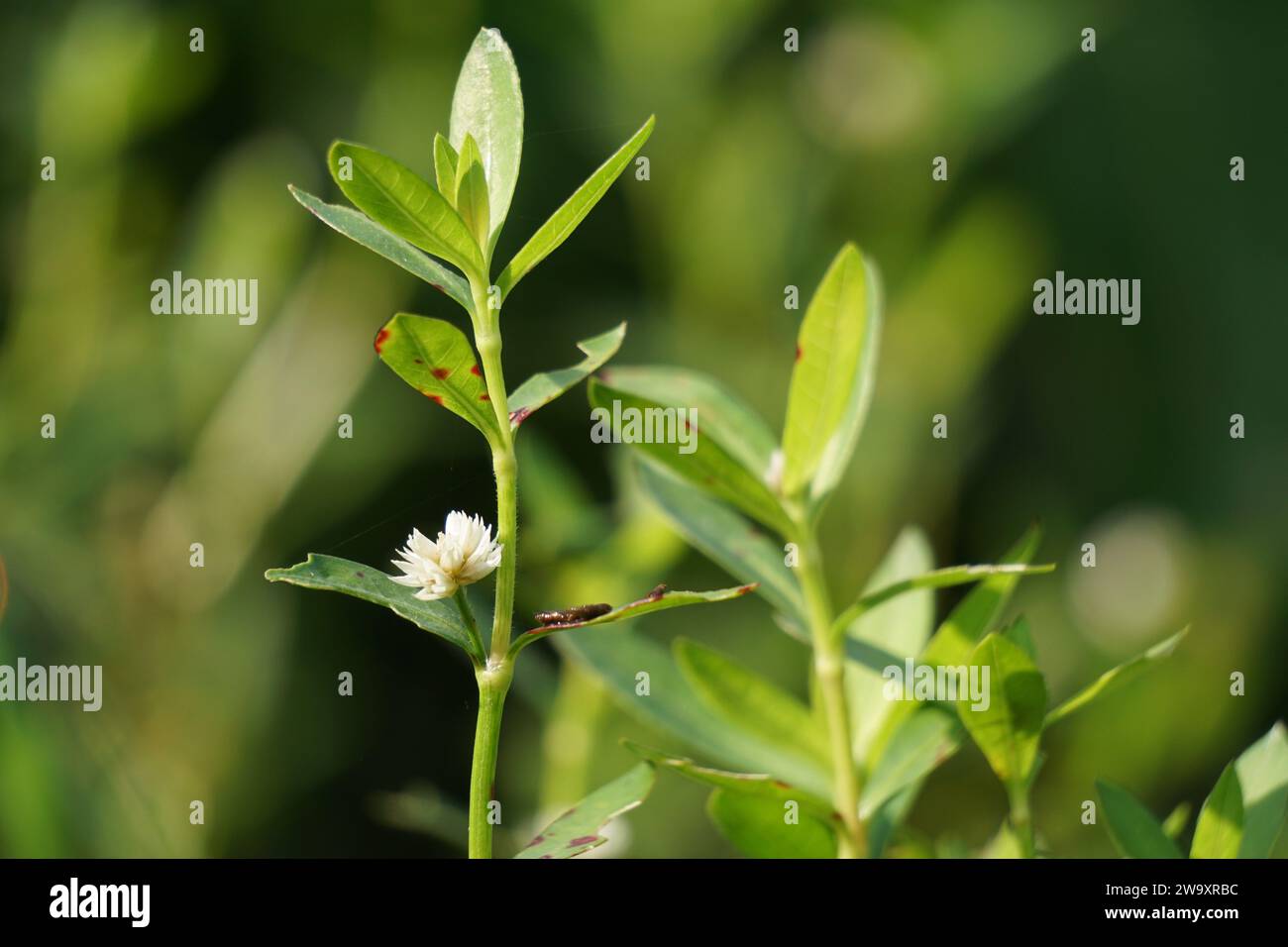 Alligator weed (Alternanthera philoxeroides) with a background. The exotic tropical grass with a special aroma. The grass is growing in the garden. Stock Photo