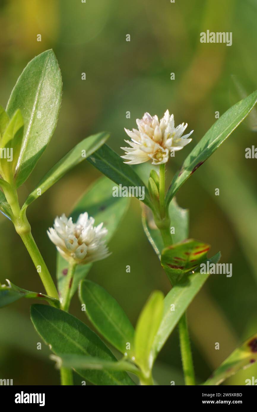 Alligator weed (Alternanthera philoxeroides) with a background. The exotic tropical grass with a special aroma. The grass is growing in the garden. Stock Photo