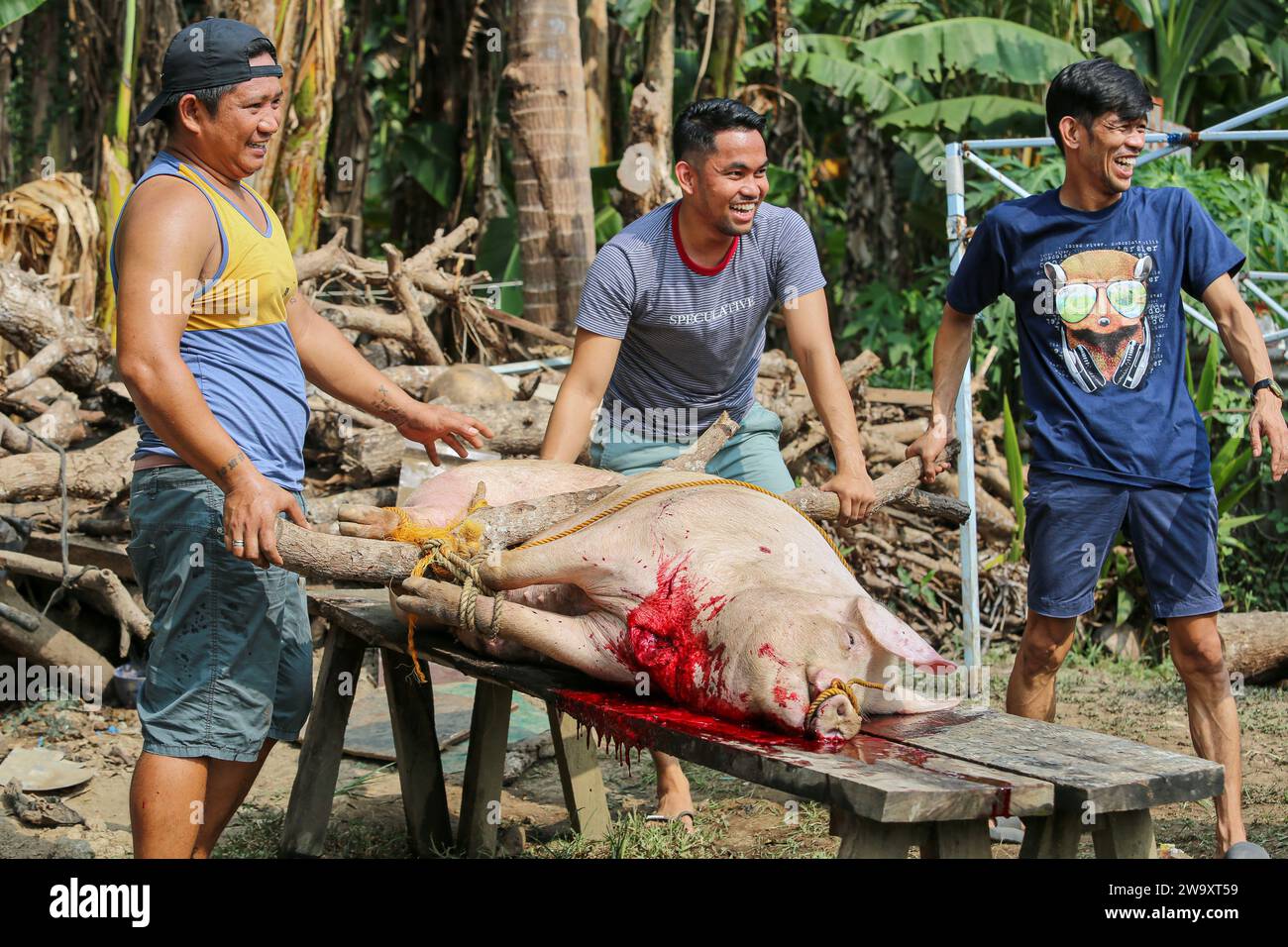 San Jose del Monte, Philippines. December 31, 2023: Traditional pig slaughtering for New Year's Eve celebrations amidst palm trees. At the northeast portion of over-urbanized Manila, the Philippine rural life is regaining its rights and home-made swine slaughter is a common practice, far from industrial standards or animal welfare. Full of superstitions (no chicken/fish), Filipino families will have to wait midnight to gather for Media Noche, a festive loud dinner that lasts until morning and celebrate the end of world's longest Christmas and holiday season.Credit: Kevin Izorce/Alamy Live News Stock Photo