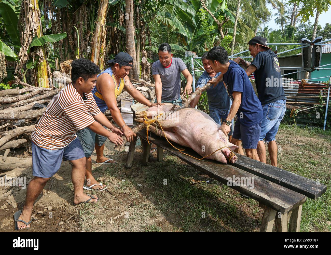 San Jose del Monte, Philippines. December 31, 2023: Traditional pig slaughtering for New Year's Eve celebrations amidst palm trees. At the northeast portion of over-urbanized Manila, the Philippine rural life is regaining its rights and home-made swine slaughter is a common practice, far from industrial standards or animal welfare. Full of superstitions (no chicken/fish), Filipino families will have to wait midnight to gather for Media Noche, a festive loud dinner that lasts until morning and celebrate the end of world's longest Christmas and holiday season.Credit: Kevin Izorce/Alamy Live News Stock Photo