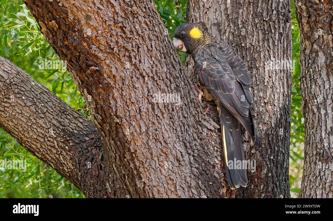 Yellowtailed black cockatoo bird Zanda funerea perched in tree with