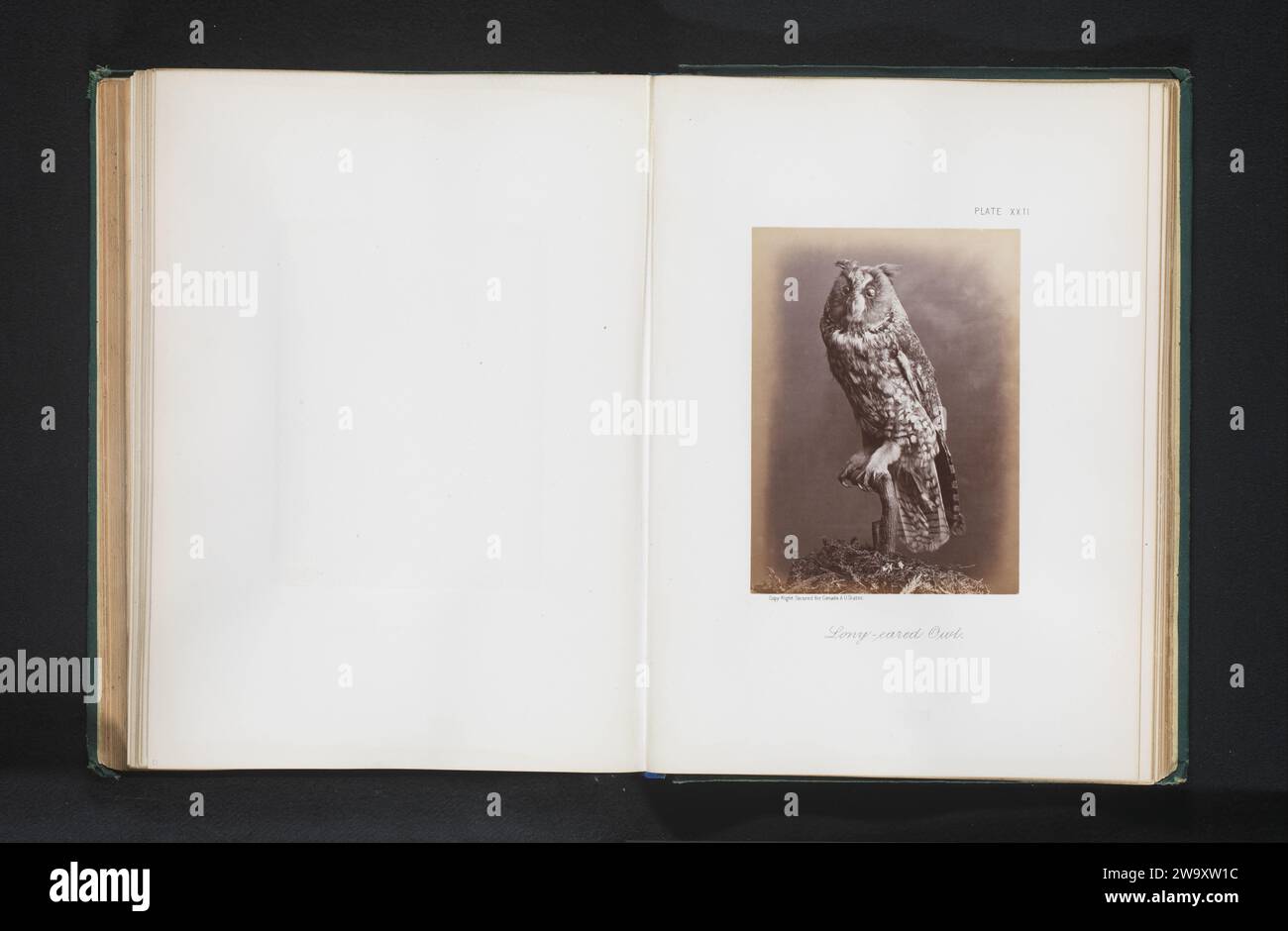 Stuffed Ransuil, William Notman, 1871 - 1876 photograph   paper. photographic support albumen print owls. collection of animals Stock Photo