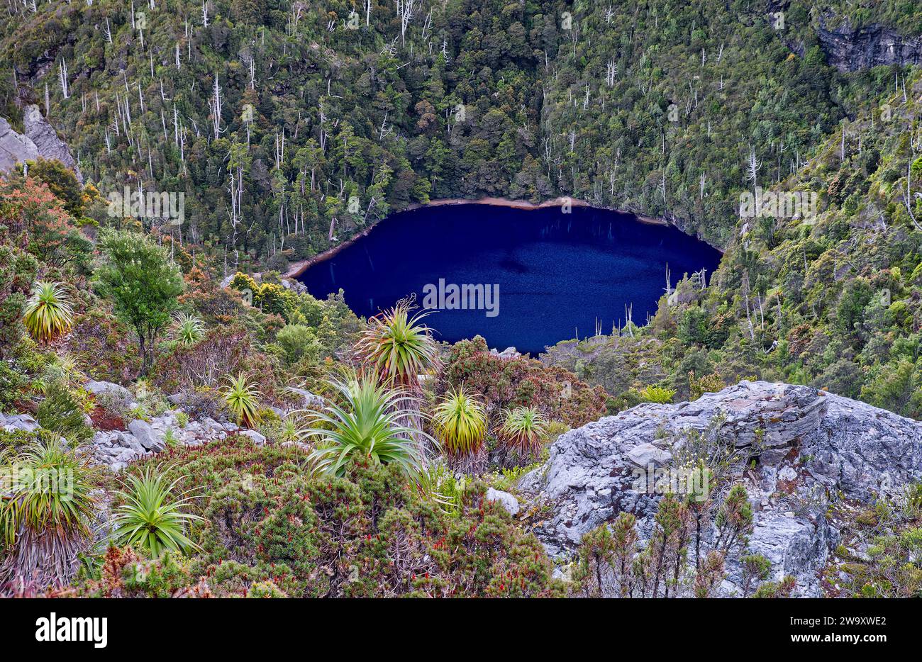 Glacial Lake Tahune is a mountain tarn nestled in forest below Frenchmans Cap, Franklin-Gordon Wild Rivers National Park, Tasmania, Australia Stock Photo