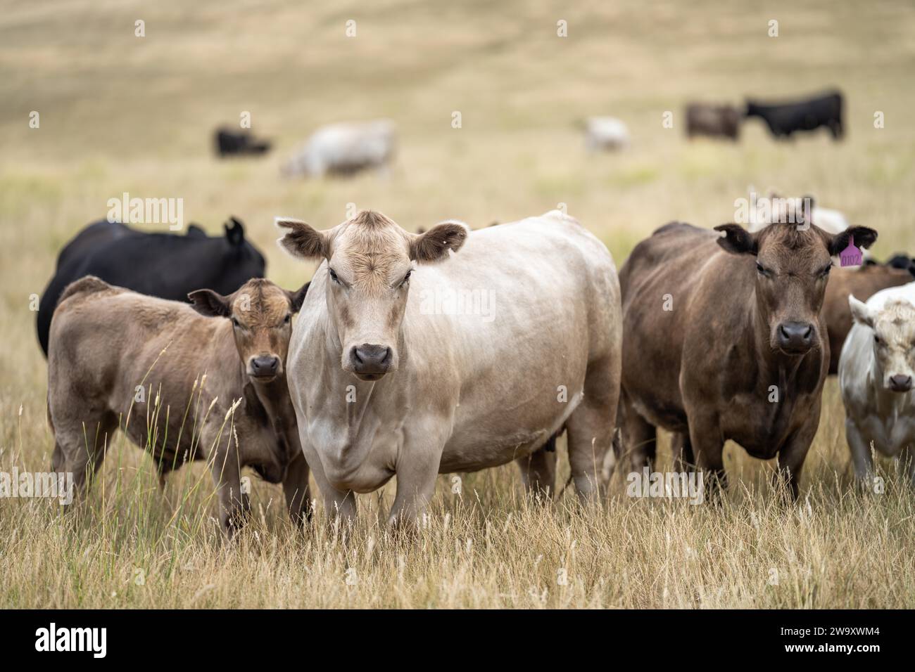 Stud Beef bulls and cows grazing on grass in a field, in Australia. eating hay and silage. breeds include murray grey, angus, brangus and wagyu. Stock Photo
