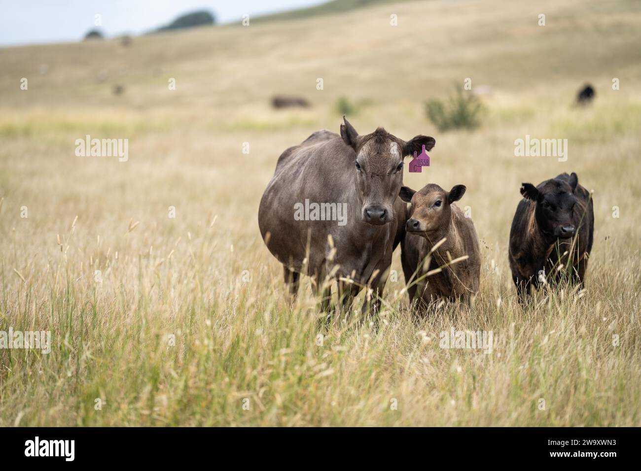 Cow face close up looking at camera. Black Wagyu cow Stock Photo - Alamy