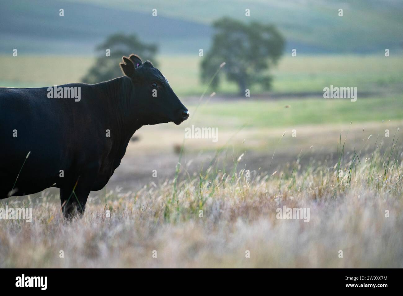 black cow in a field on a farm Stock Photo - Alamy