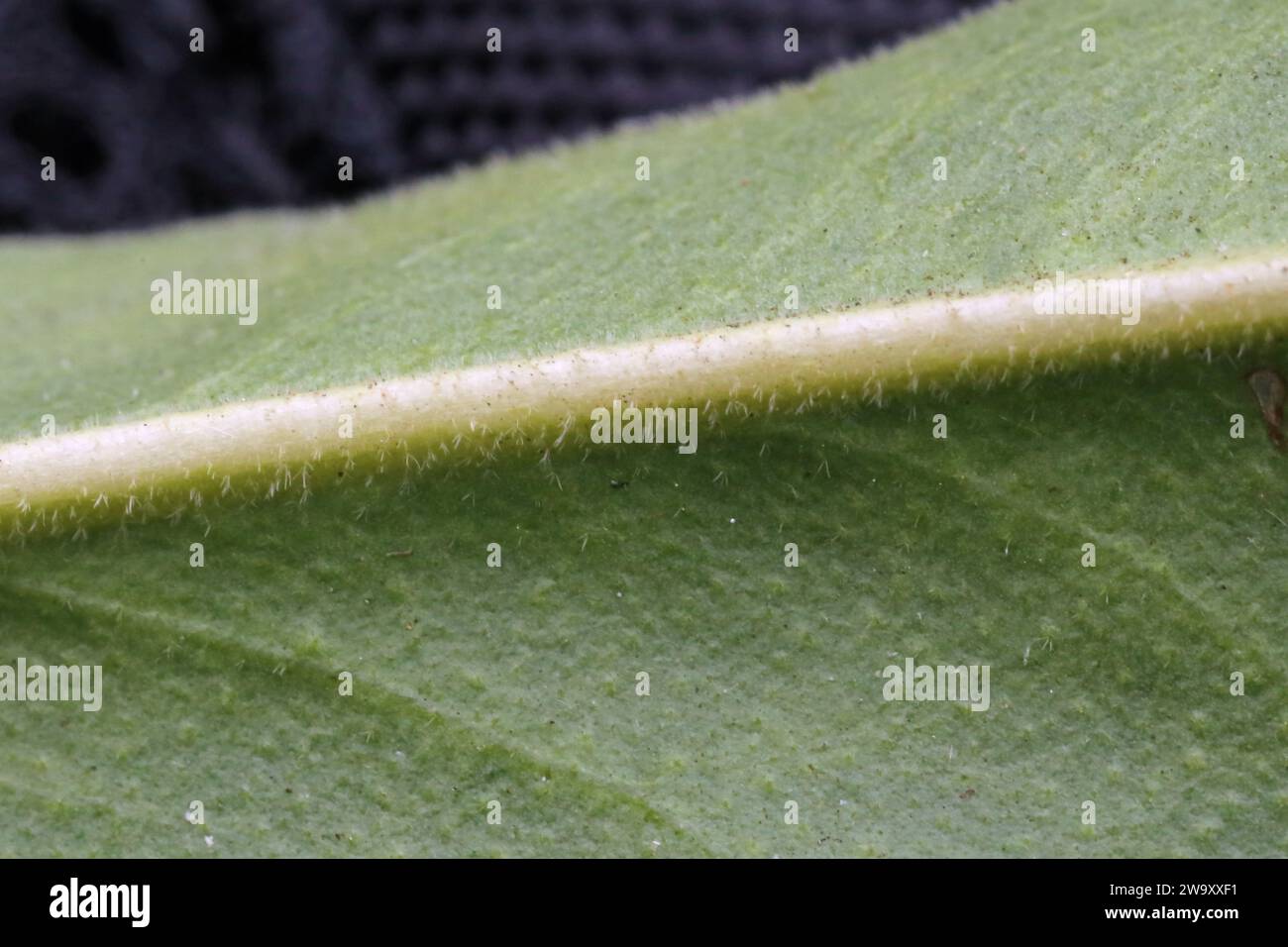Limonium asterotrichum, Plumbaginaceae. A wild plant shot in the fall. Stock Photo