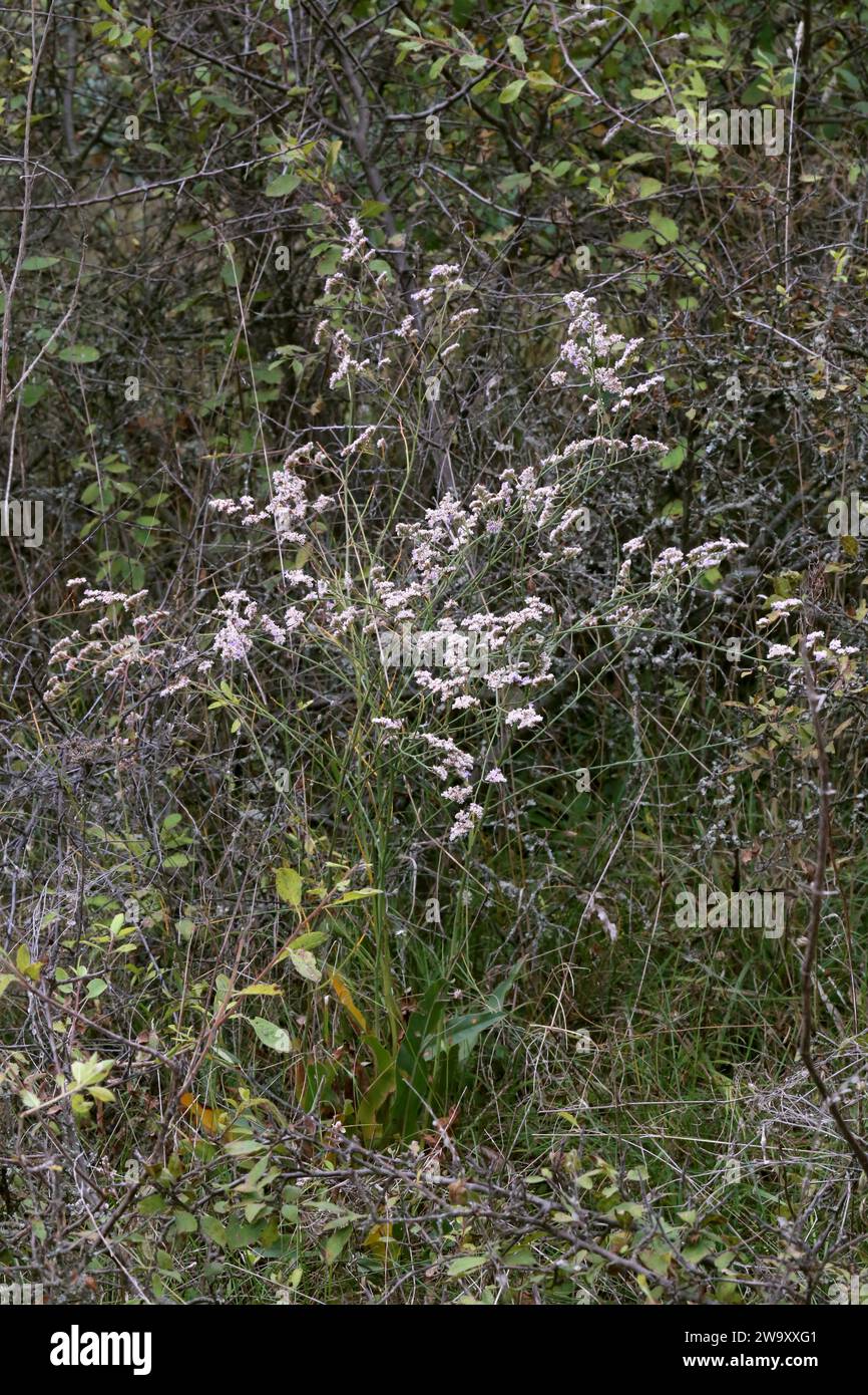 Limonium asterotrichum, Plumbaginaceae. A wild plant shot in the fall. Stock Photo