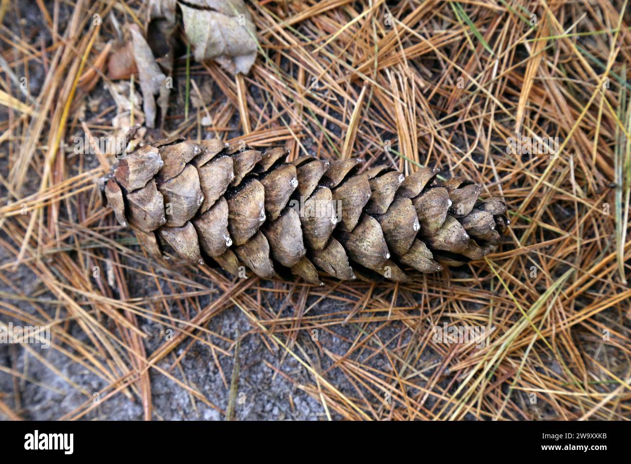 Pinus peuce, Macedonian Pine, Pinaceae. A wild plant shot in the fall. Stock Photo