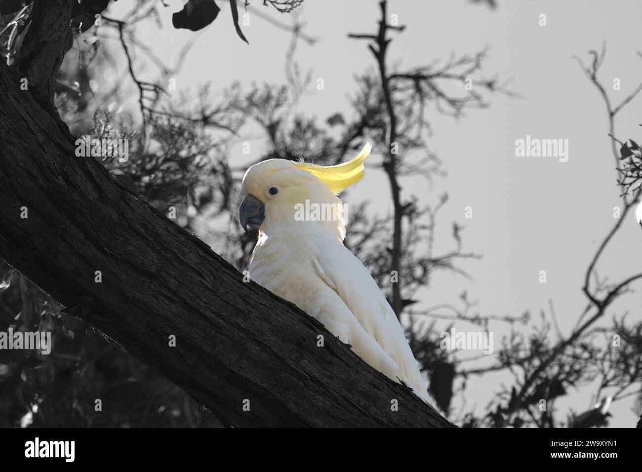 Sulphur Crested Cockatoo perched in a tree Stock Photo