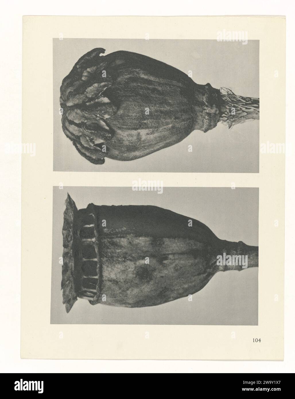 Plant Study, 1928 photograph Fach enlargement. Afkomstig uit losblady uitgave. Berlin paper. ink  plants (in general) Stock Photo