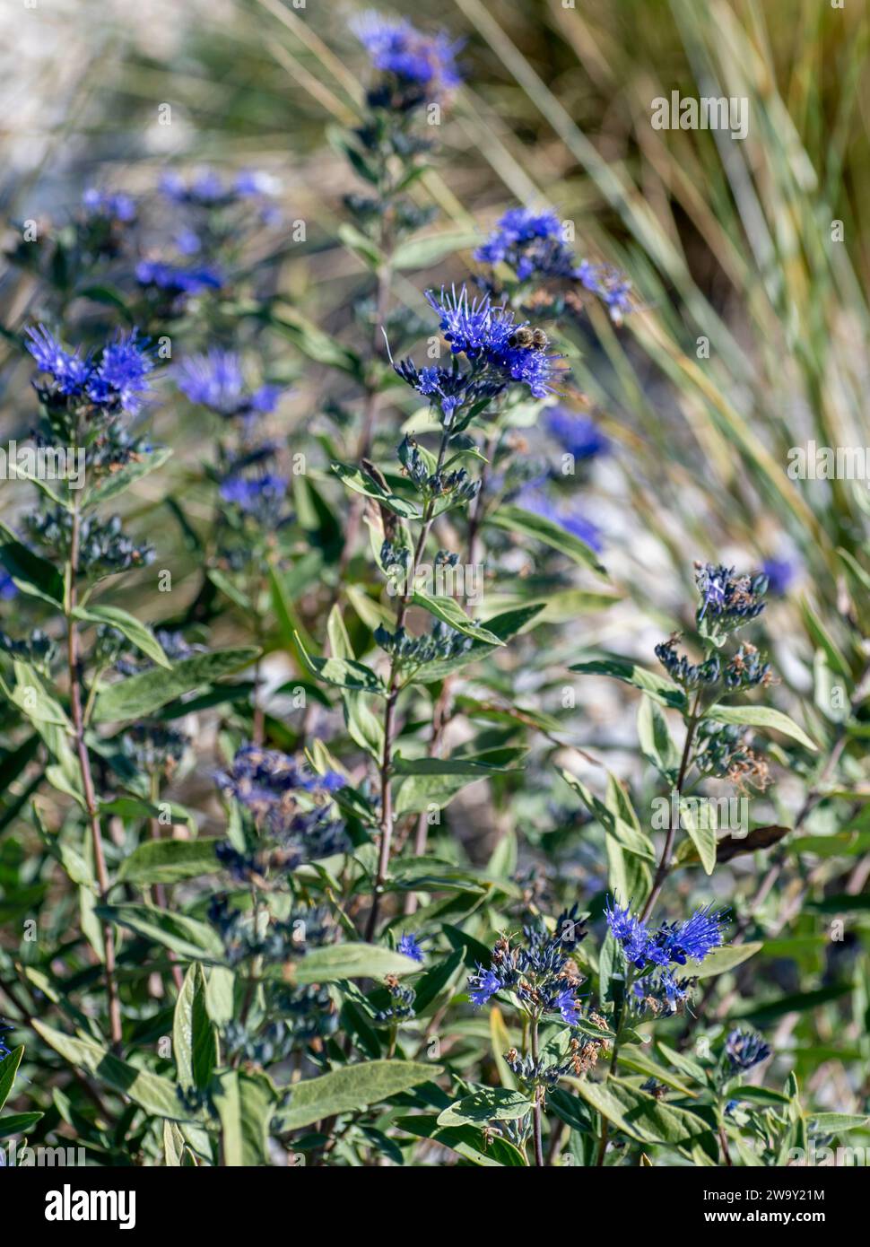 Flowering Caryopteris or Bluebeard in the garden. Stock Photo