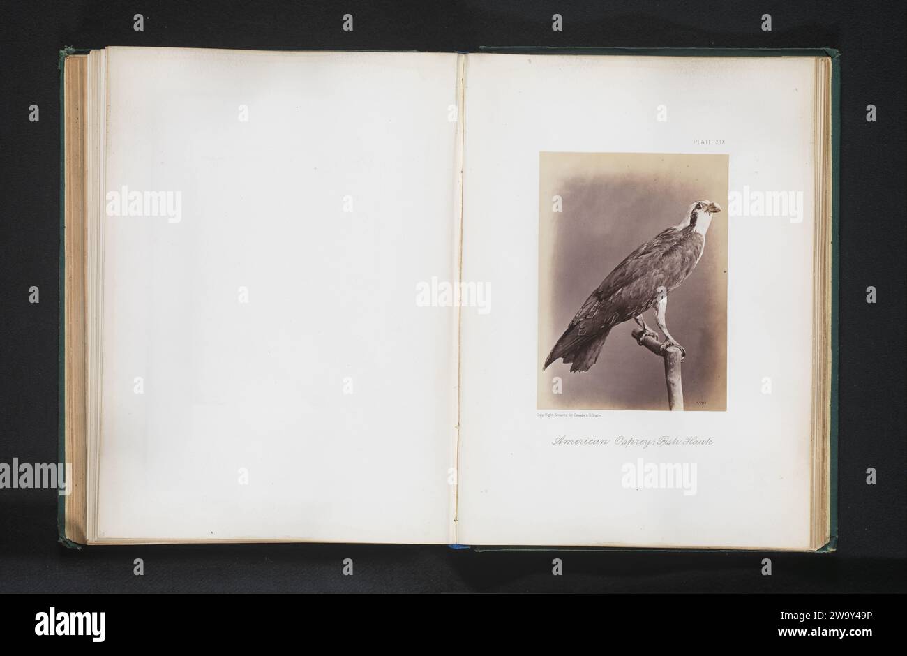 Stuffed Visaend, William Notman, 1871 - 1876 photograph   paper. photographic support albumen print predatory birds. collection of animals Stock Photo