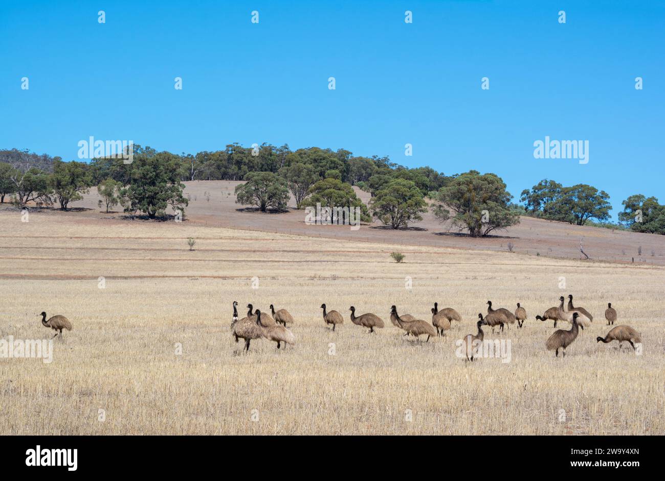 Wild Australian native mob of young emus in scrubland near Alligator Gorge in Wilmington, South Australia, part of the Flinders Ranges. Stock Photo