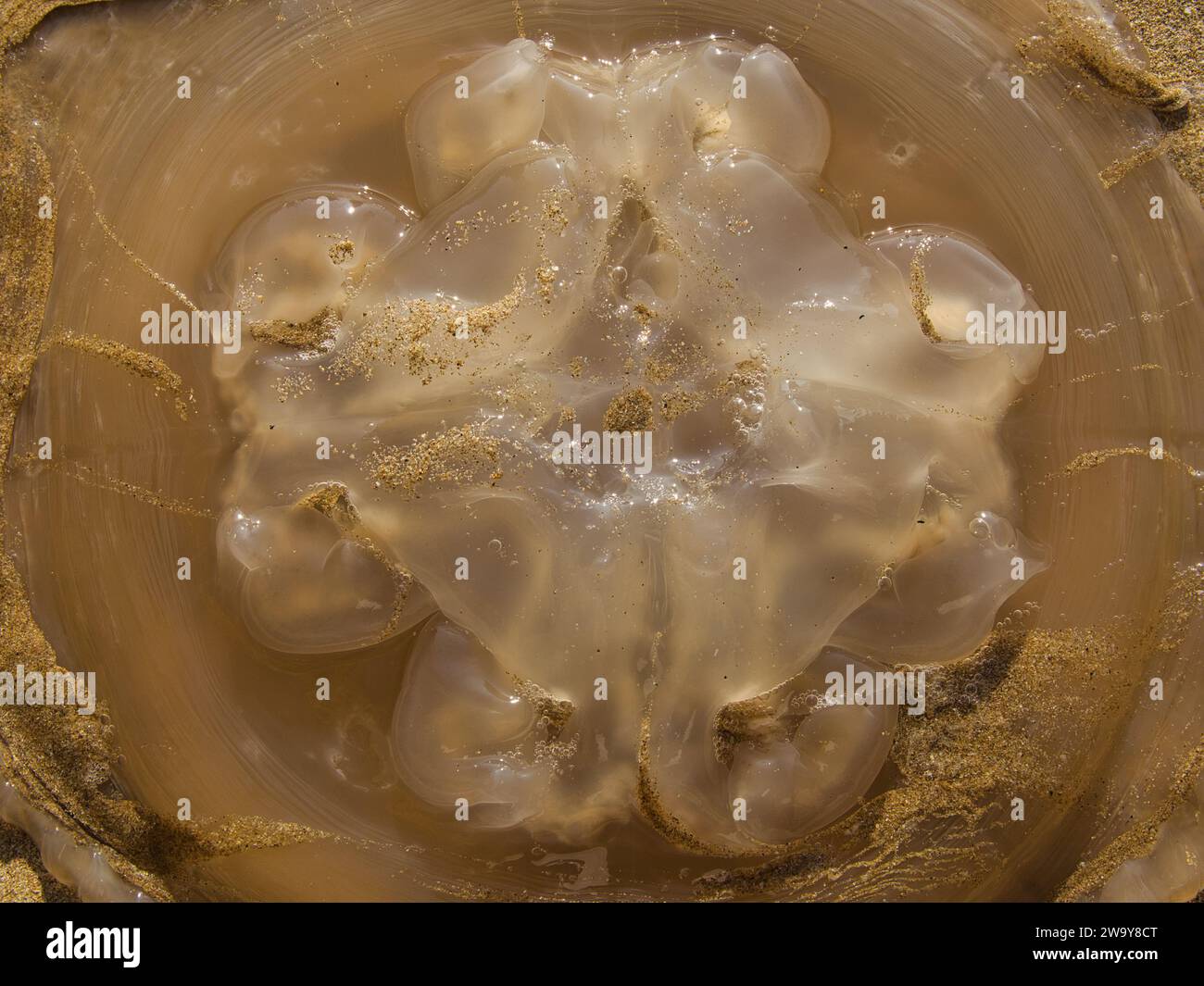 Transparent and gelatinous jellyfish dead on the beach sand. Stock Photo