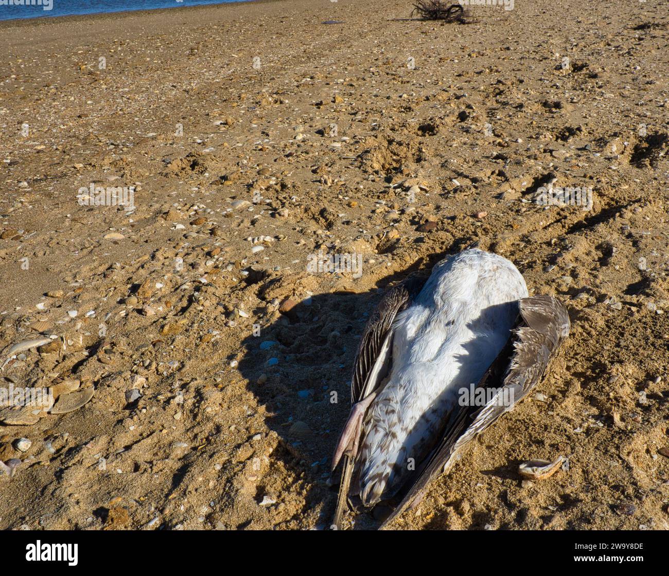 Dead seagull on its back on the sand on a beach with some flies Stock Photo