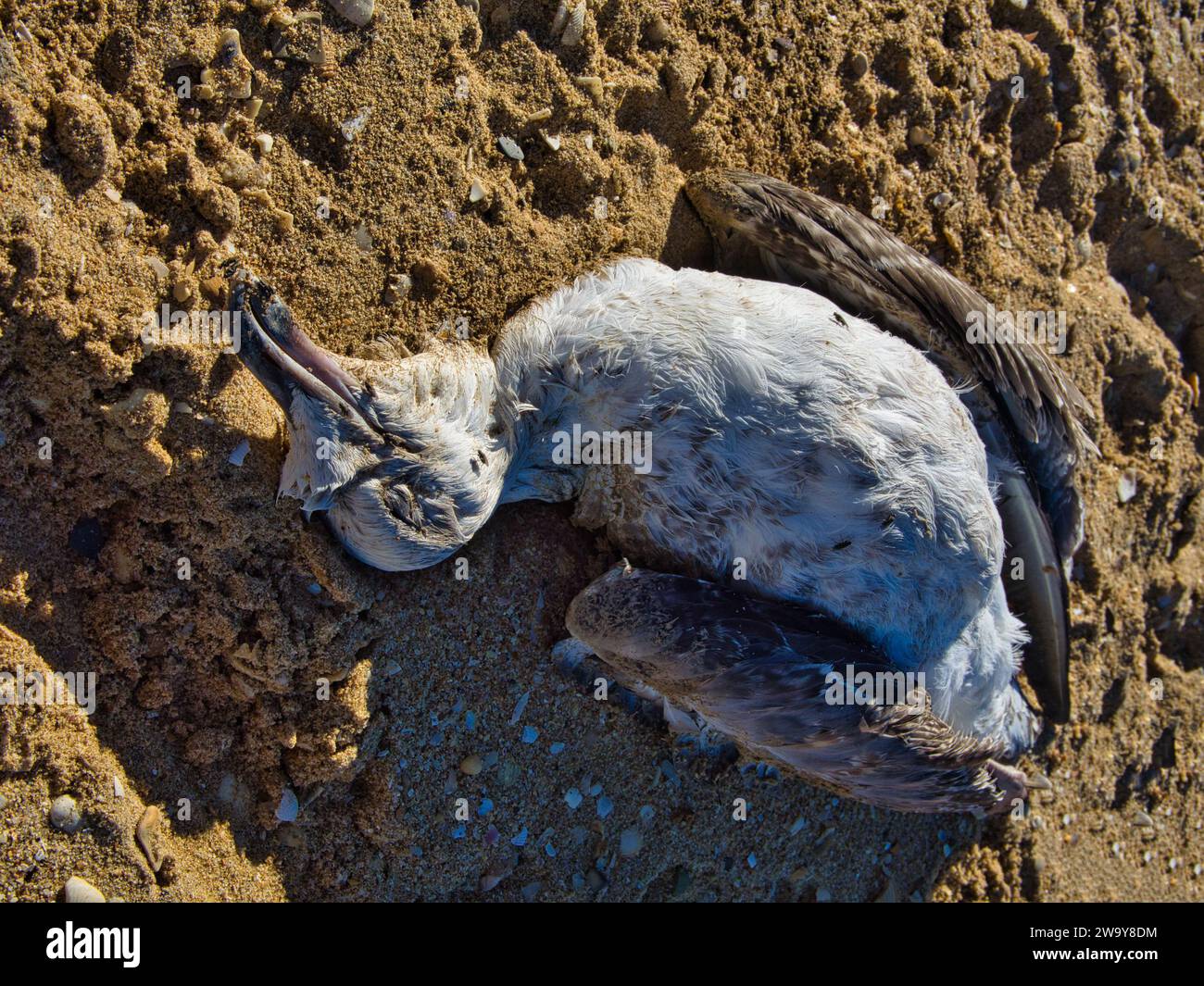 Dead seagull on its back on the sand on a beach with some flies Stock Photo