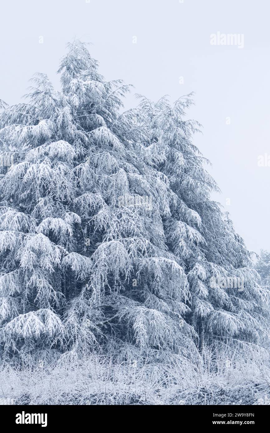 Snow covered pine tree. Winter forest. Stock Photo