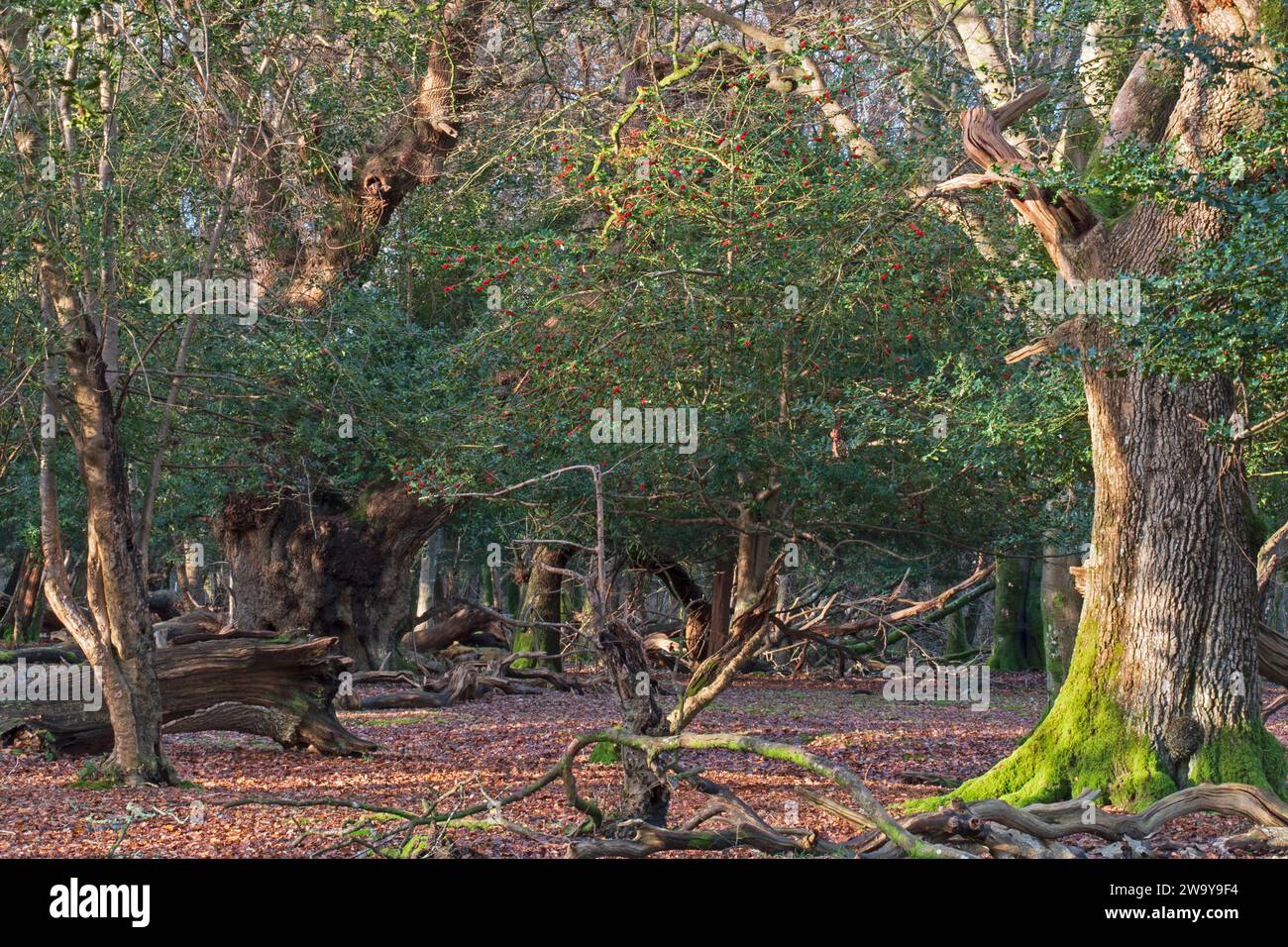 Ancient oak tree at Ashurst, New Forest, Hampshire UK Stock Photo - Alamy